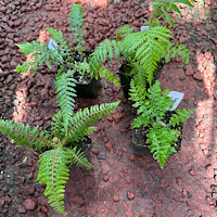 Product image large
