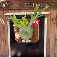 Mounted Staghorn Boards