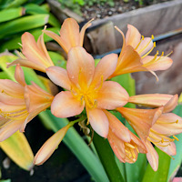 Clivia