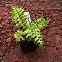 Cyathea Orange Giant