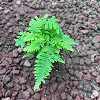 Polypodium formosanum (Grubb Fern)