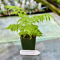 Cyathea Orange Giant