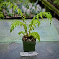 Cyathea Cooperi Revolvulum (weeping Treefern)