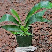Platycerium hillii cv Bloomei