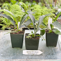 Platycerium hillii cv Bloomei