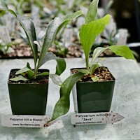 P. willinckii java &  P. hilli cv bloomei