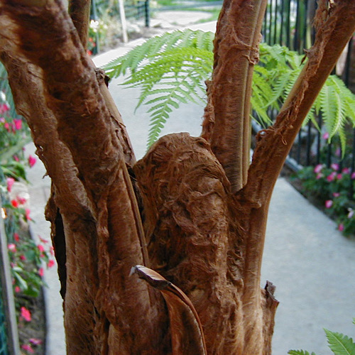 Cibotium chamissoi (Man Fern) 
