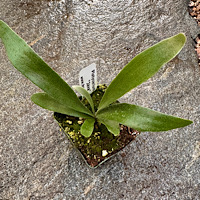 1 - Platycerium willinckii "Java"