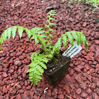 Cyathea 