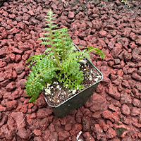 Cyathea tomentosissima (Highland Lace)