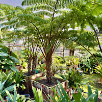 Tree Ferns