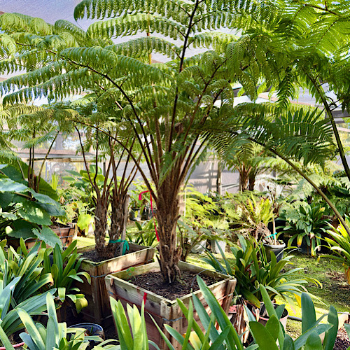 Cyathea Cooperi Revolvulum (weeping Treefern)