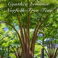 Tree Ferns