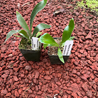 P. willinckii java &  P. hilli cv bloomei