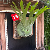 Platycerium superbum mounted brd