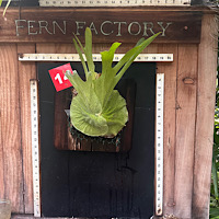 Platycerium superbum mounted brd