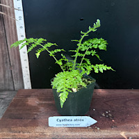 Cyathea atrox 