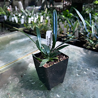Blue Oil Fern (Microsorum thailandicum)