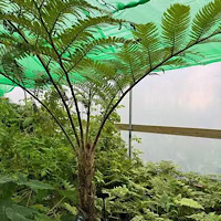 Cyathea felina (Syn. Sphaeropteris felina) – Ex Situ Cultivated Specimens