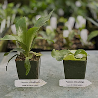 P. hilli cv Delight &  P. hilli cv bloomei