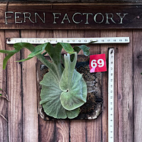 Mounted Staghorn Boards