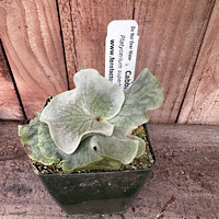  Dwarf P. superbum (Cabbage or Bambi stag)