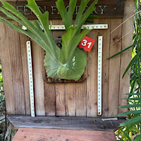 Mounted Staghorn Boards