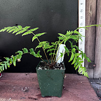 Cyathea 