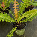 Blechnum brasiliense