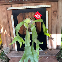 Platycerium whitelock surprise